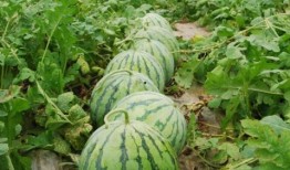 网红大瓜图片,一场视觉盛宴背后的真相